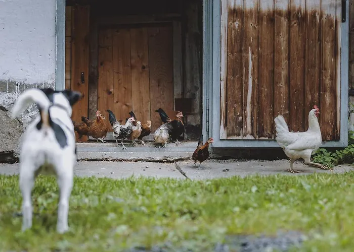 In Fusch Near Grossglockner Road * Fusch an der Grossglocknerstrasse